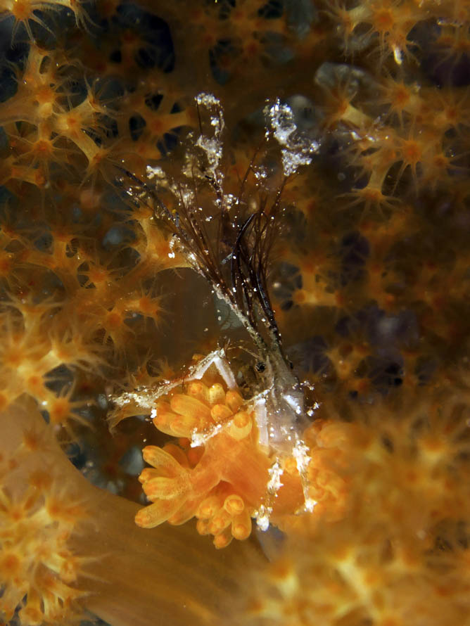 Hyastenus borradailei 